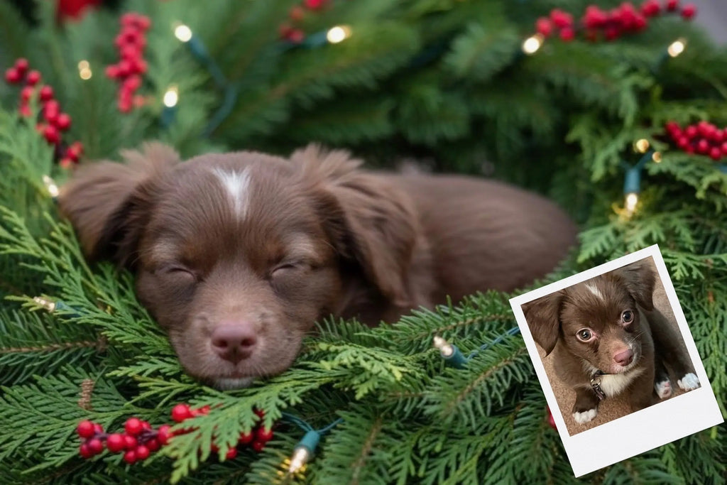 Customizable Jigsaw Puzzle: Christmas Puppy - Jigsaw Puzzle Studios - Custom with Dog