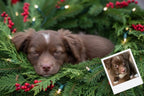 Customizable Jigsaw Puzzle: Christmas Puppy - Jigsaw Puzzle Studios - Custom with Dog