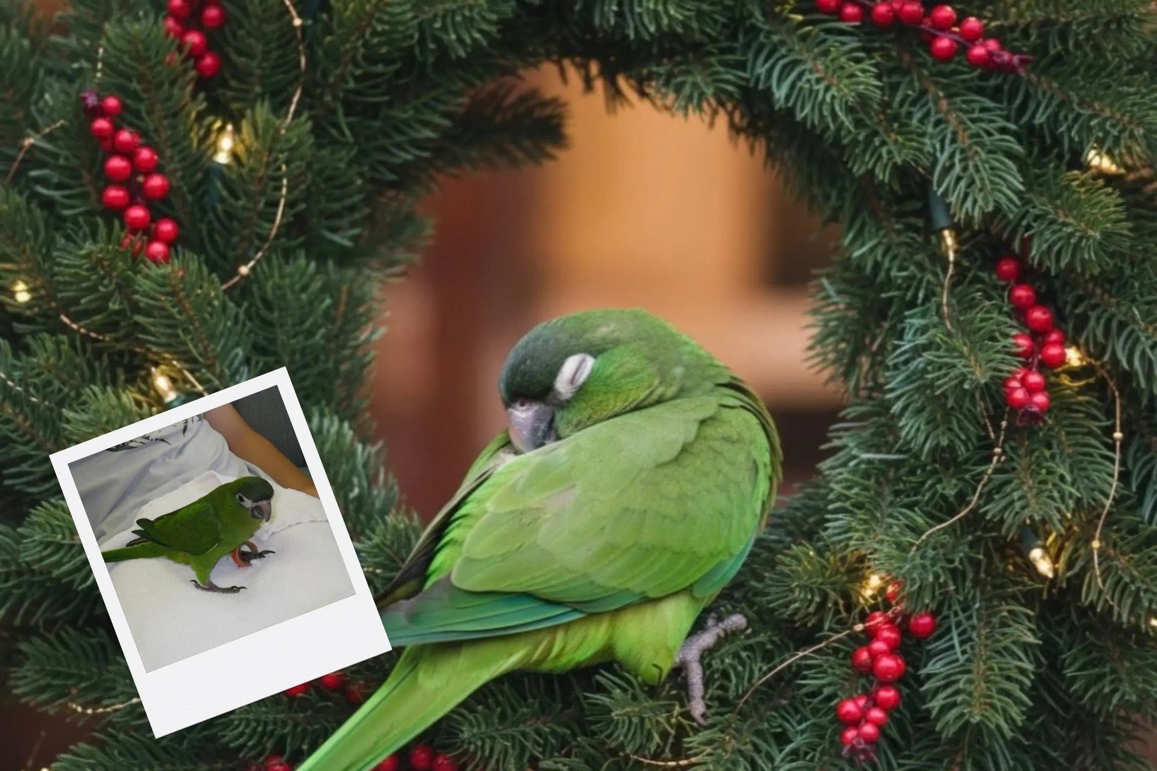 Customizable Jigsaw Puzzle: Christmas Puppy - Jigsaw Puzzle Studios - Custom with Bird