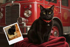 Customizable Jigsaw Puzzle: Dalmatian Fire Dog - Jigsaw Puzzle Studios - Custom with Cat