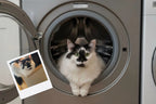 Customizable Jigsaw Puzzle: Dog Wash - Jigsaw Puzzle Studios - Custom with Cat