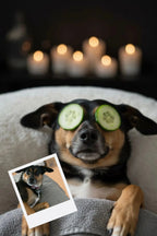 Customizable Jigsaw Puzzle: Dachshund Relaxing with Cucumbers - Jigsaw Puzzle Studios - Custom with Dog