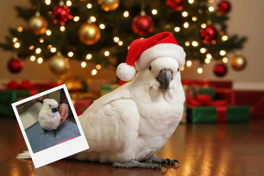 Customizable Jigsaw Puzzle: Kitty Christmas - Jigsaw Puzzle Studios - Custom with Bird