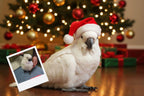Customizable Jigsaw Puzzle: Kitty Christmas - Jigsaw Puzzle Studios - Custom with Bird