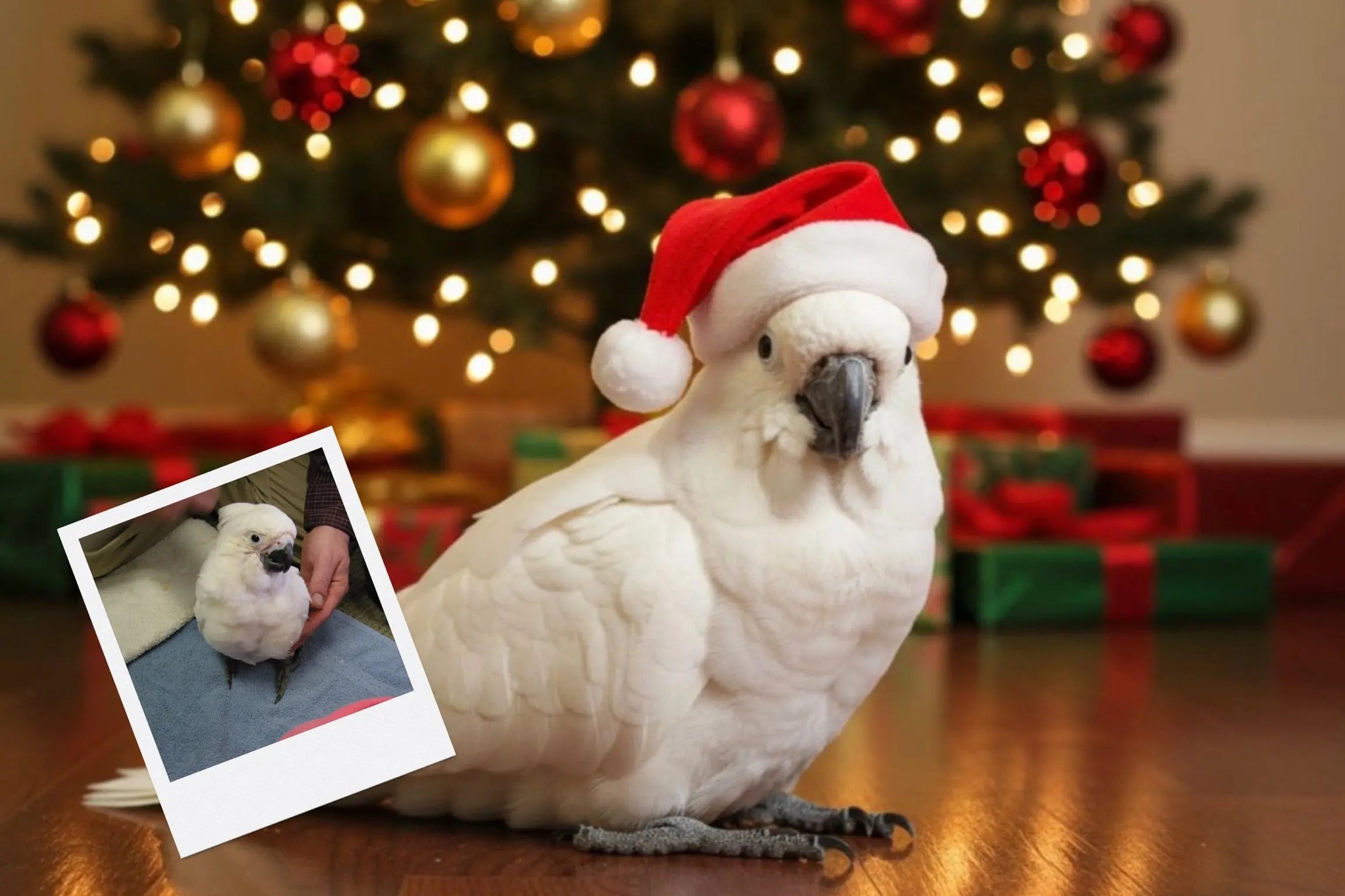 Customizable Jigsaw Puzzle: Kitty Christmas - Jigsaw Puzzle Studios - Custom with Bird