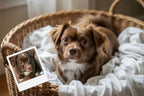 Customizable Jigsaw Puzzle: Laundry Tabby Cat - Jigsaw Puzzle Studios - Custom with Dog