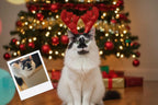 Customizable Jigsaw Puzzle: Puppy Reindeer Dreams - Jigsaw Puzzle Studios - Custom with Cat