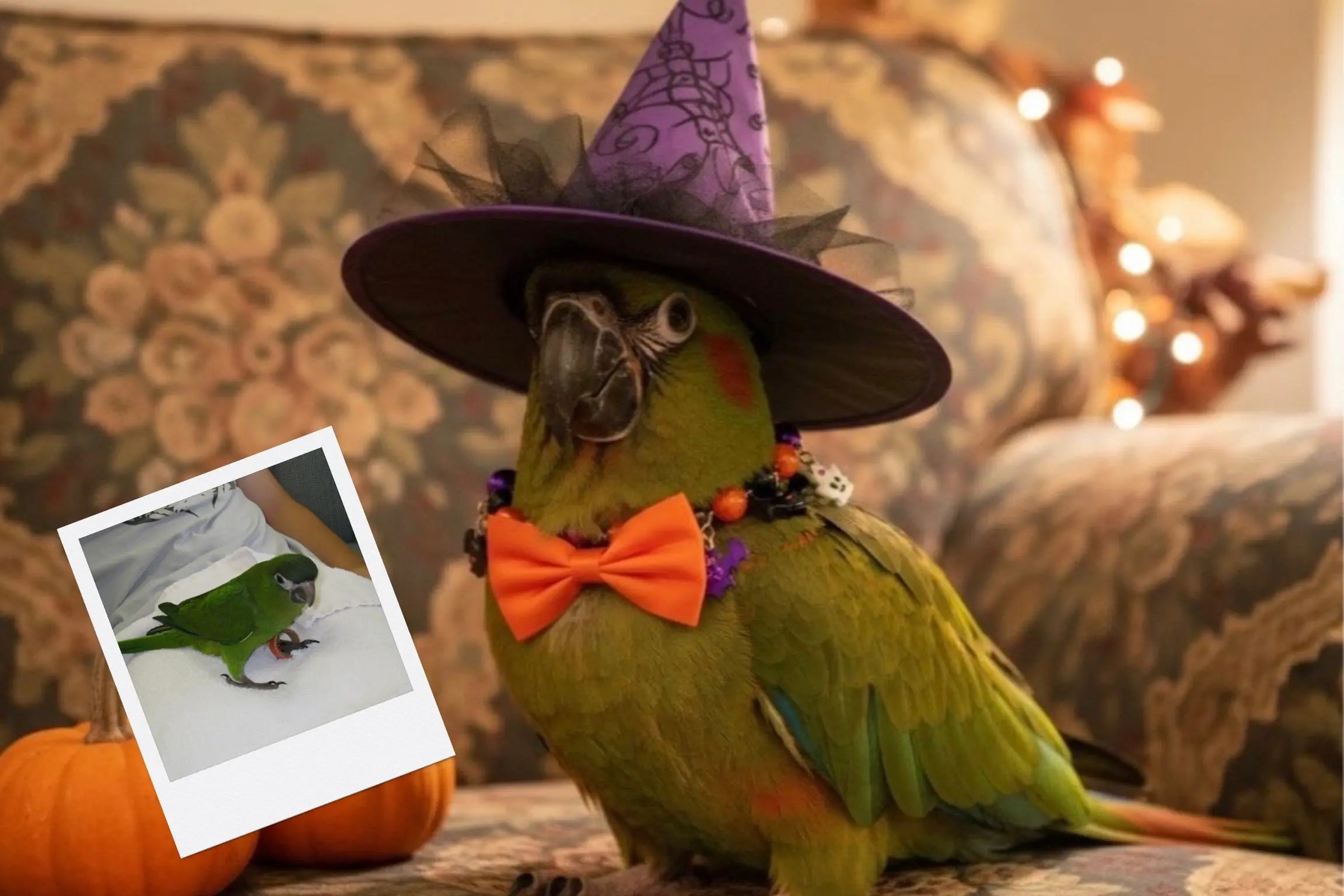 Customizable Jigsaw Puzzle: Witchy Yorkie - Jigsaw Puzzle Studios - Custom with Bird