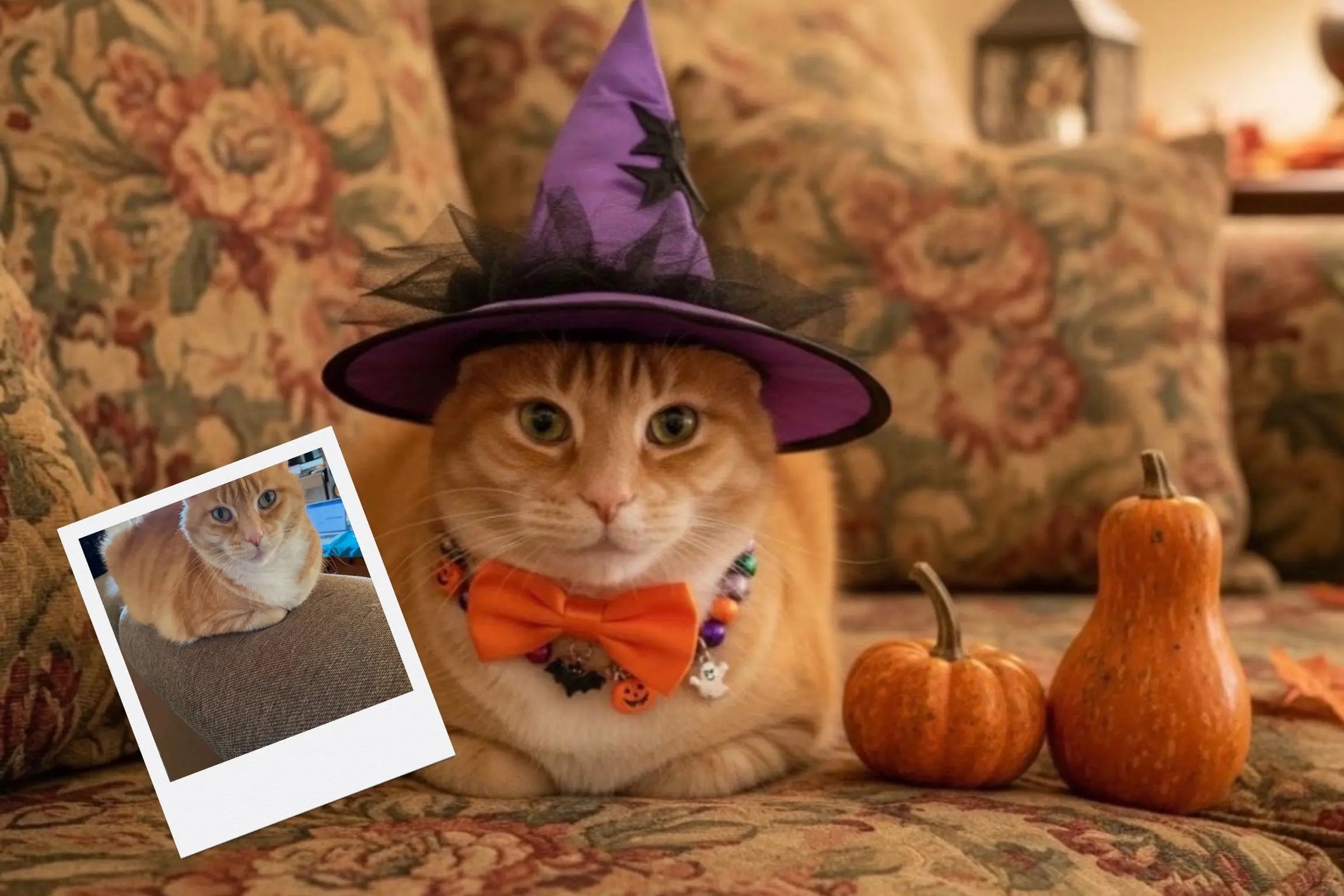 Customizable Jigsaw Puzzle: Witchy Yorkie - Jigsaw Puzzle Studios - Custom with Cat