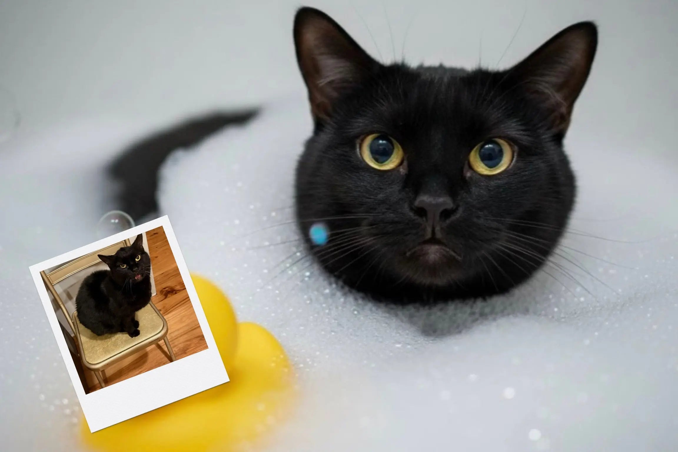Customizable Jigsaw Puzzle: Cat Bubble Bath - Jigsaw Puzzle Studios - Custom with Cat