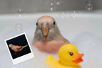 Customizable Jigsaw Puzzle: Cat Bubble Bath - Jigsaw Puzzle Studios - Custom with Bird