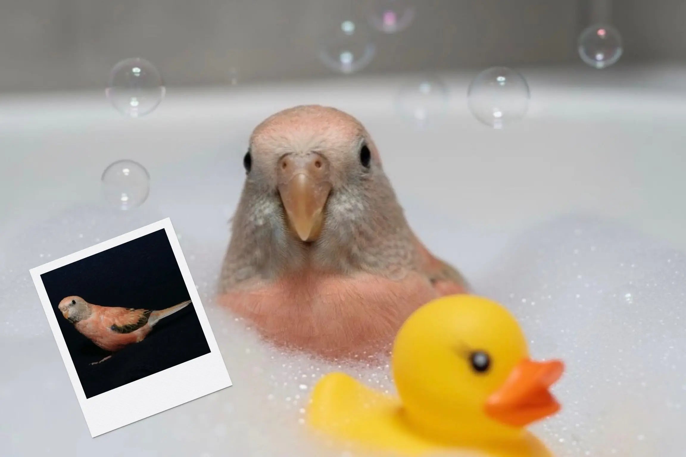 Customizable Jigsaw Puzzle: Cat Bubble Bath - Jigsaw Puzzle Studios - Custom with Bird