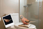Customizable Jigsaw Puzzle: Potty Training Cat - Jigsaw Puzzle Studios - Custom with Bird