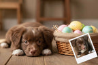 Customizable Jigsaw Puzzle: Puppy & Easter Eggs - Jigsaw Puzzle Studios - Custom with Dog