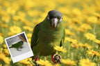 Customizable Jigsaw Puzzle: Daisy Fun - Jigsaw Puzzle Studios - Custom with Bird