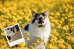 Customizable Jigsaw Puzzle: Daisy Fun - Jigsaw Puzzle Studios - Custom with Cat